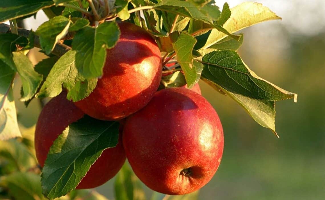 Apples are among the most popular fruits around the world.
