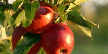 Apples are among the most popular fruits around the world.