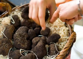 Black truffle superfood