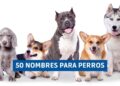 50 nombres para perros