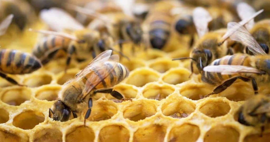 Un nuevo proyecto pretende fomentar el turismo apícola de cara al Xacobeo 2021