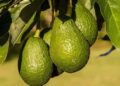 Aguacate