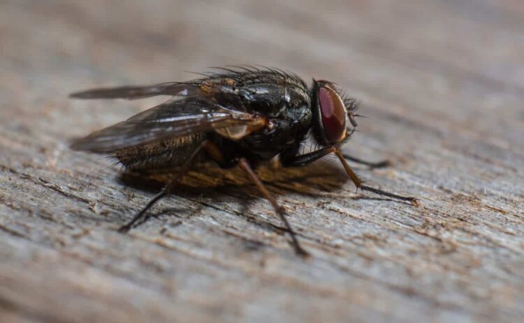 Con esta trampa para moscas de Aldi puedes decir adiós a estos insectos