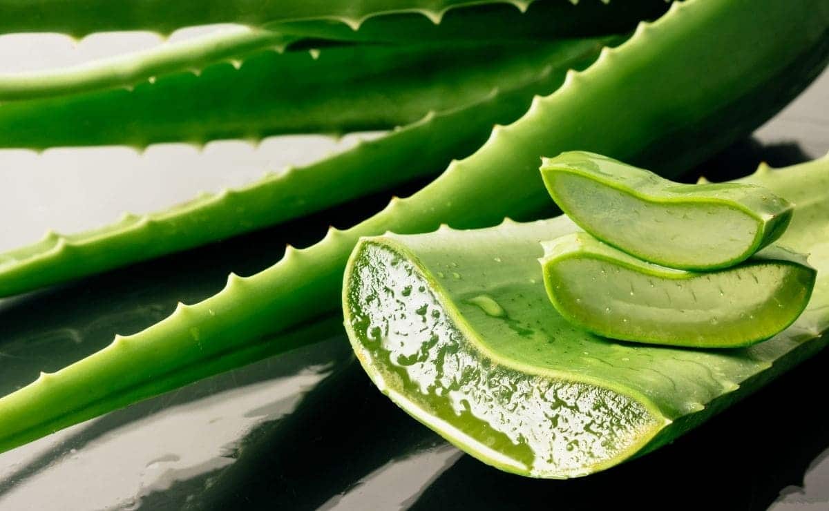 aloe vera picaduras mosquitos