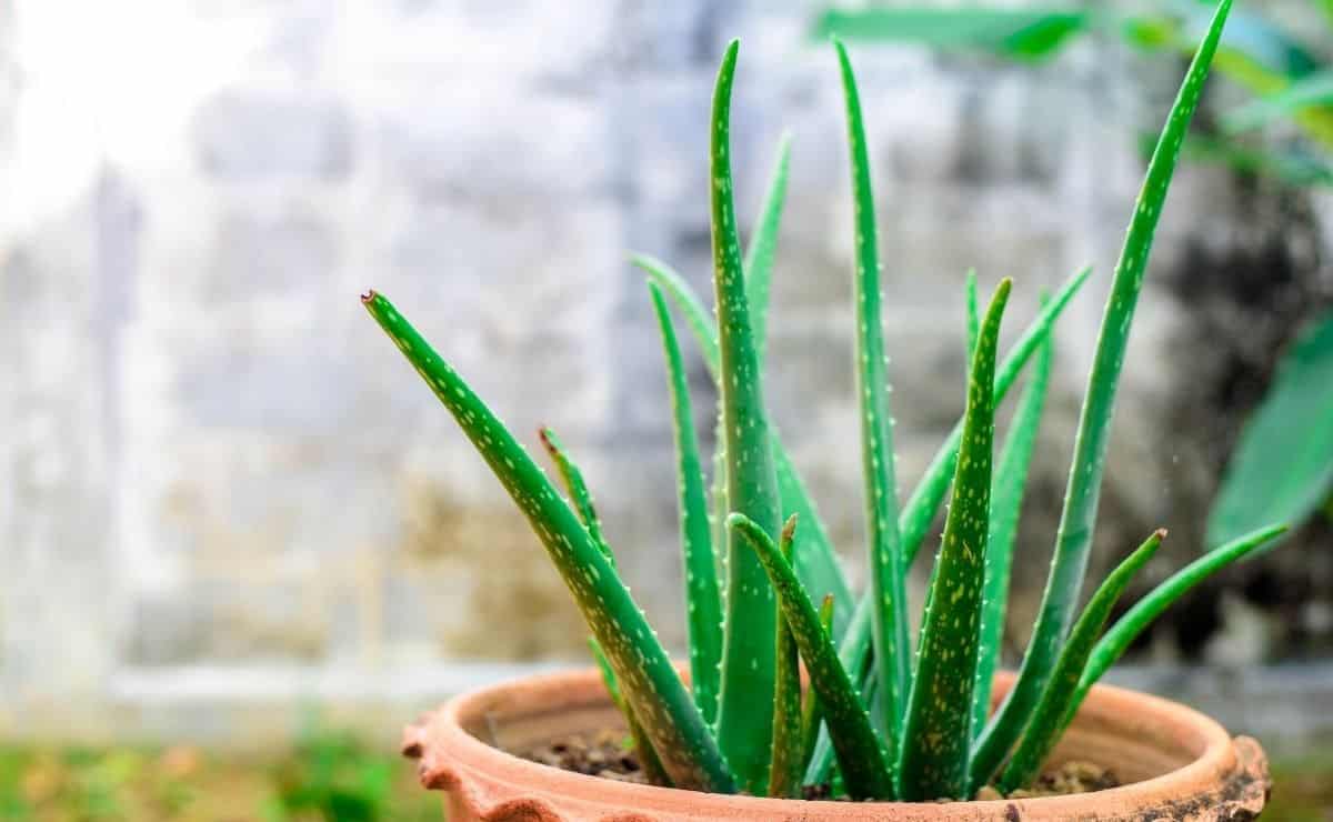 Aloe vera en casa