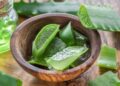 Aloe vera quemaduras