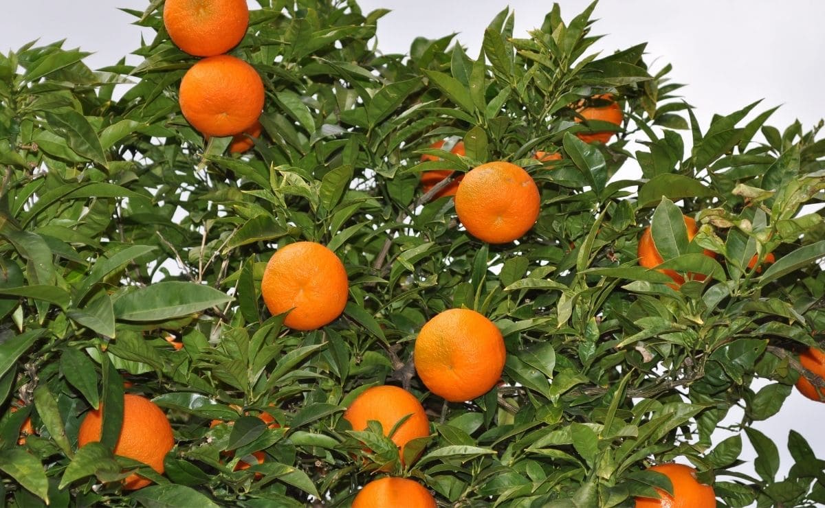 Arbol de mandarinas