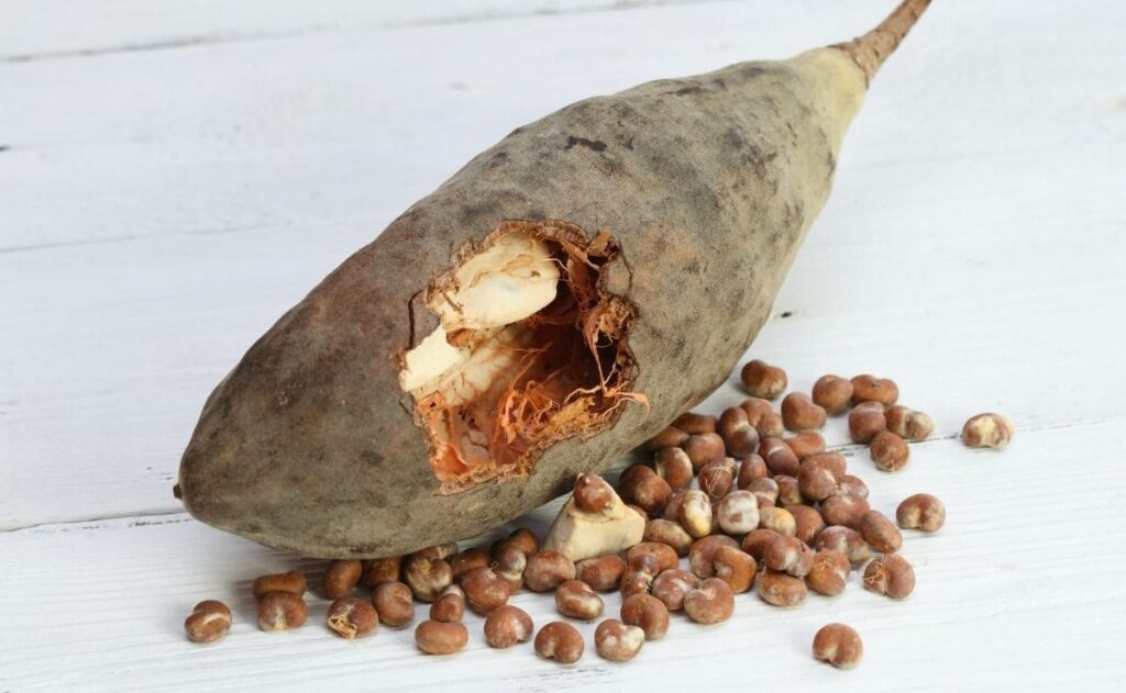 Baobab superalimento