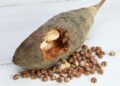 Baobab superalimento