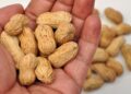 Cacahuete superalimento