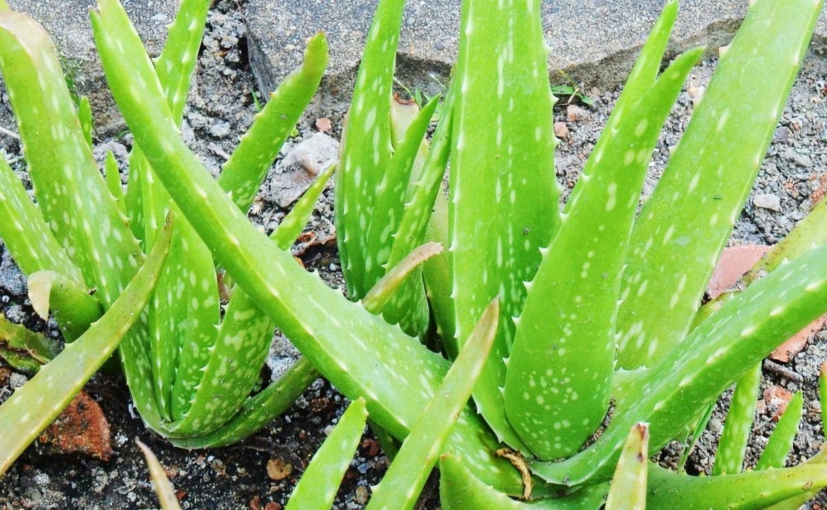 Cómo sembrar aloe vera