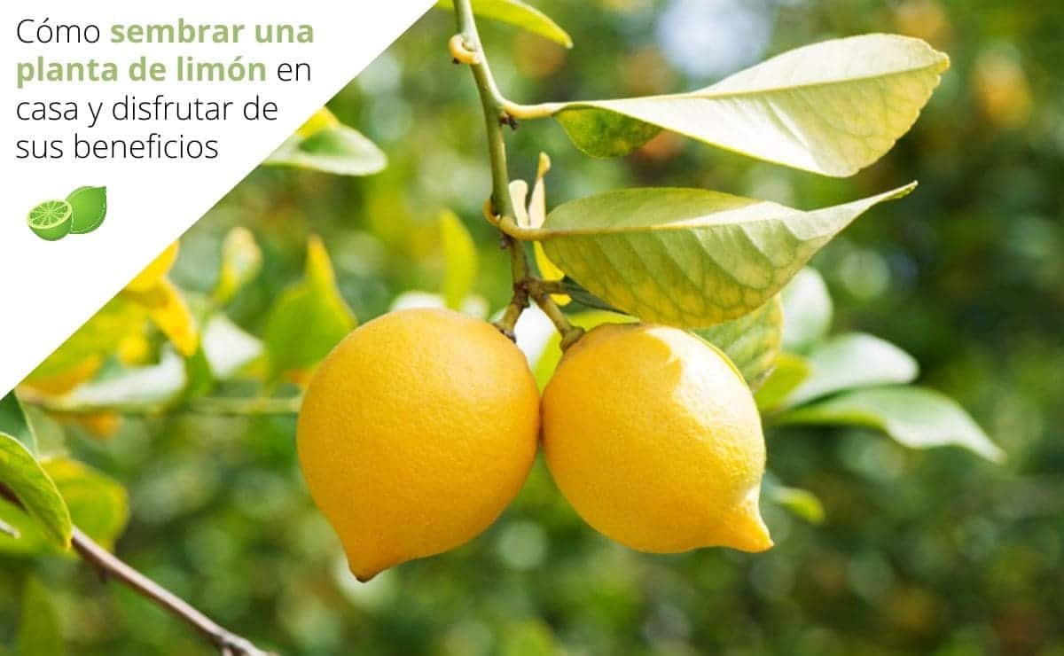 Cómo sembrar una planta de limón en casa y disfrutar de sus beneficios
