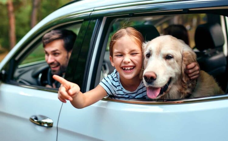 Viajar con mascotas en coche DGT