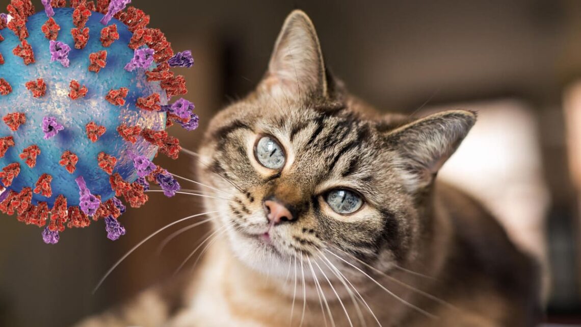 Coronavirus gato