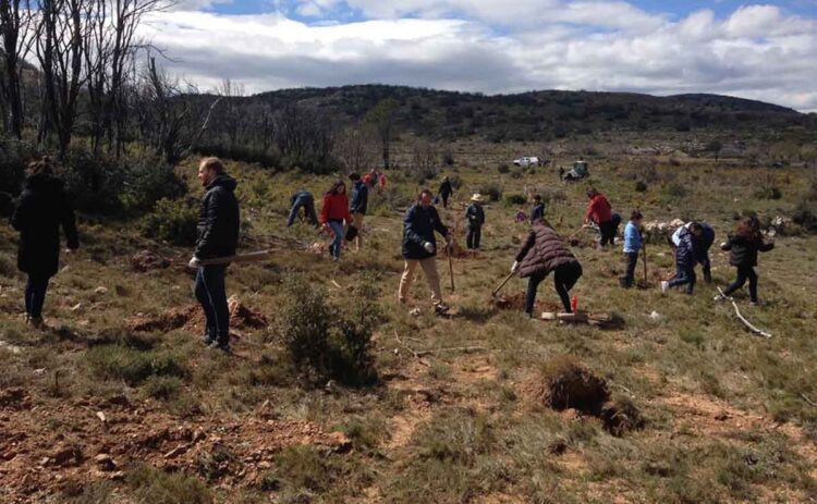 Correos ayuda en la reforestación de bosques