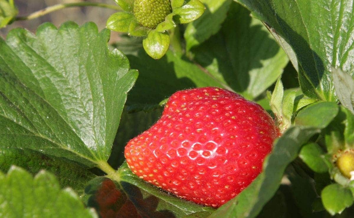 Cultivar fresas