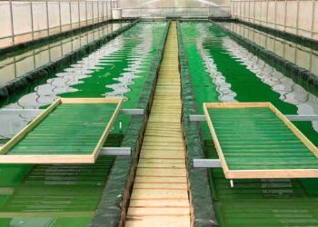 Cultivo de espirulina