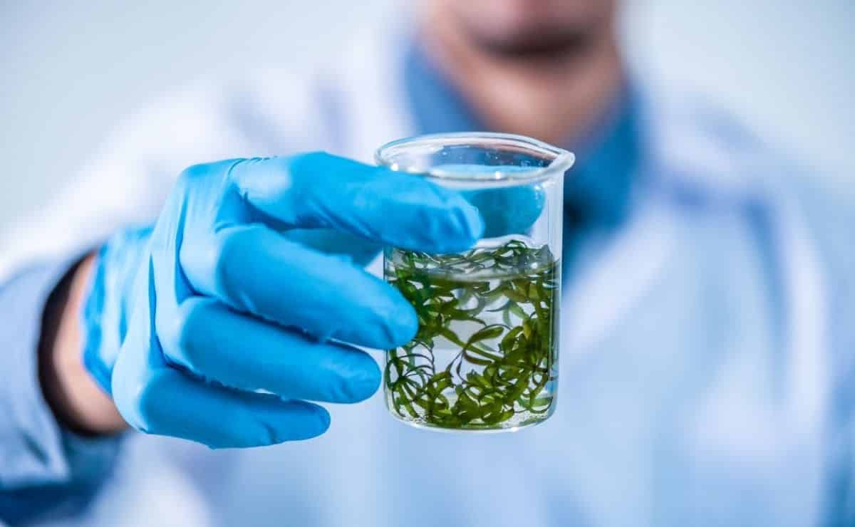 La dieta con algas de Karim Benzema