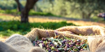Aceite de oliva, Mercadona, Hacendado, olivo, aceituna