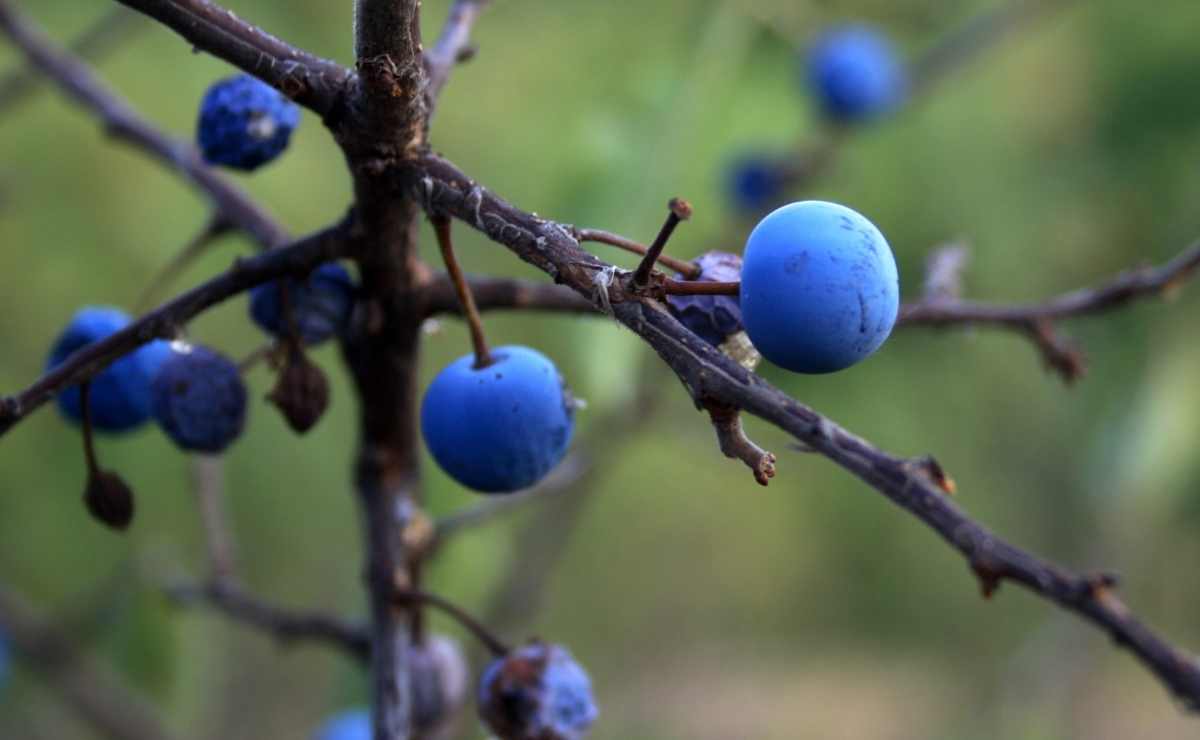 Endrina, fruta del bosque