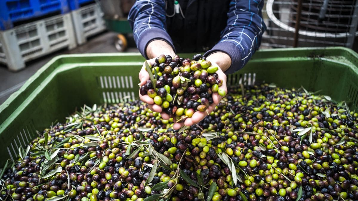 Aceite de oliva, aceitunas, España, aceite