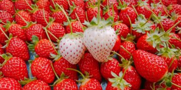 Fresas blancas alimento saludable