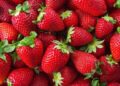 Fresas fragaria