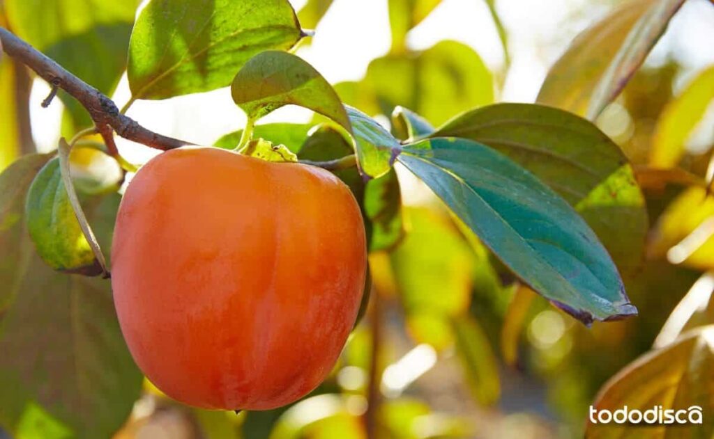 Fruto caqui con vitaminas