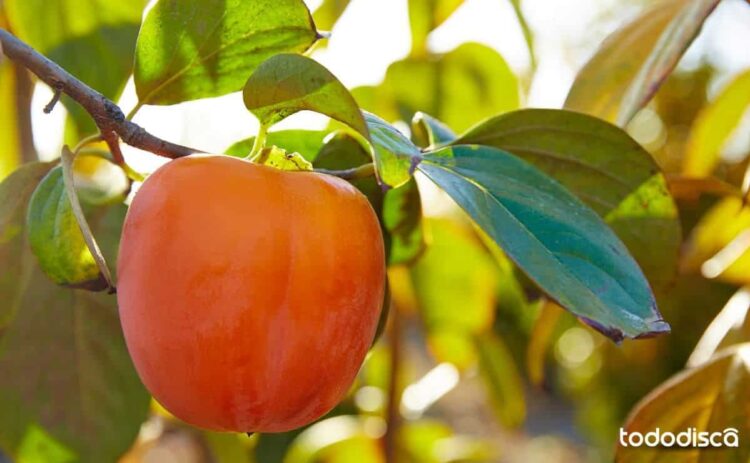 Fruto caqui con vitaminas