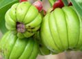 Garcina cambogia
