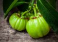 Garcinia cambogia