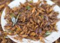 Nuevo insecto comestible, según OCU