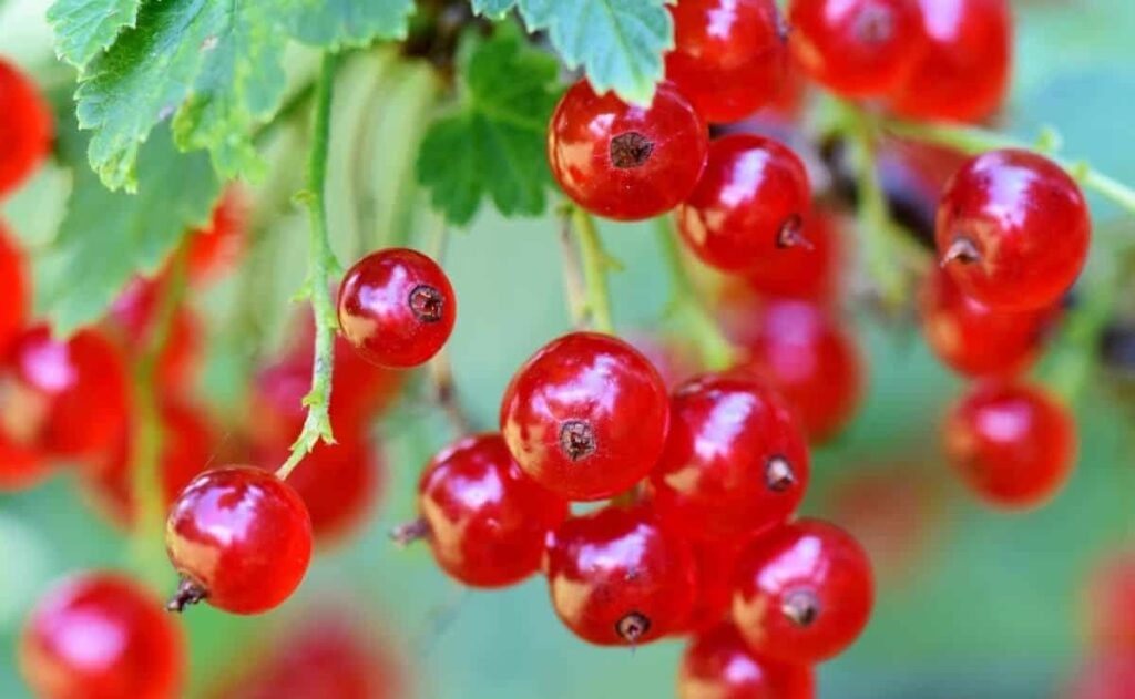 Grosella superalimento con beneficios piel y vision