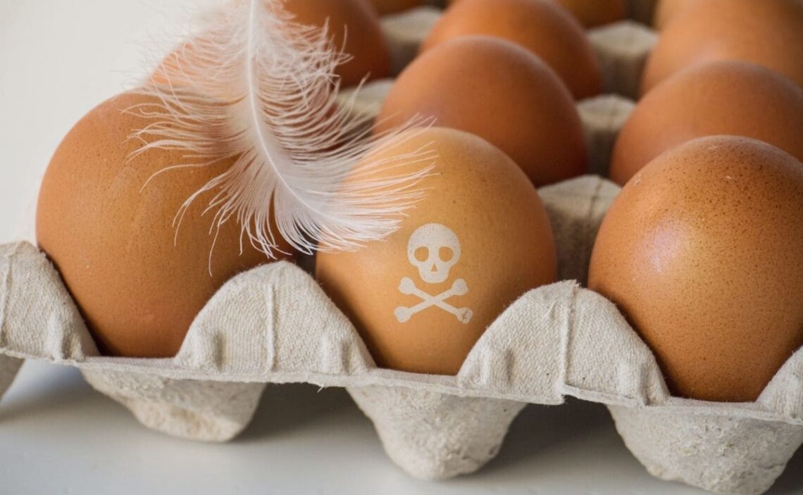 Aumento del riesgo de salmonella por consumo de huevo