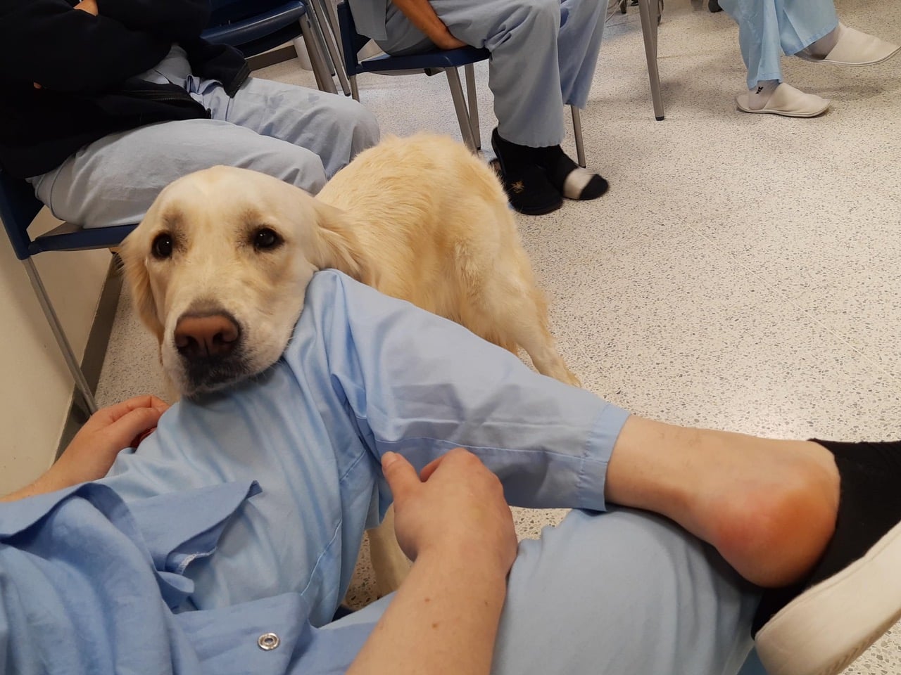 Terapia asistida con perros