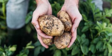 Rebaja del IRPF para agricultores./ Licencia Adobe Stock