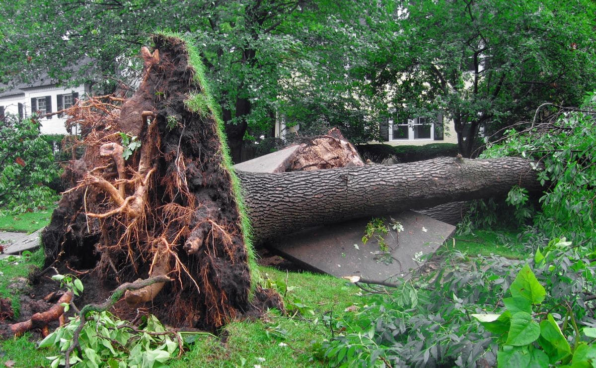 Incapacidad permanente absoluta tras la caída de un árbol./ Foto de Canva