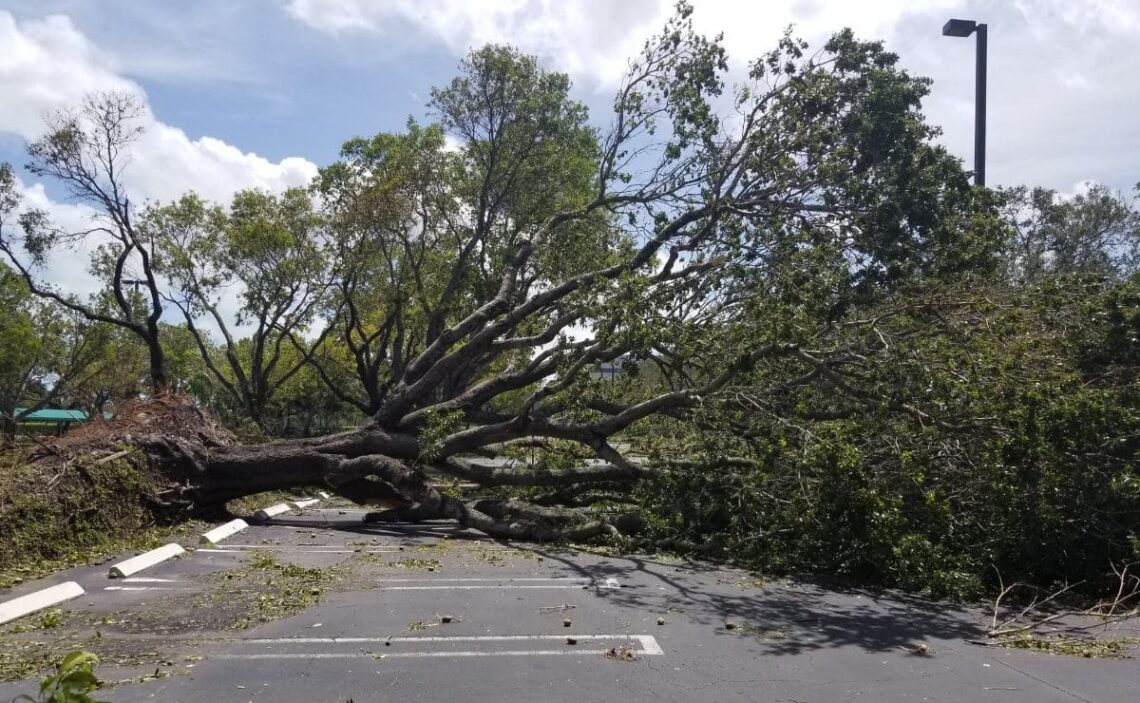 Incapacidad permanente absoluta tras la caída de un árbol./ Foto de Canva