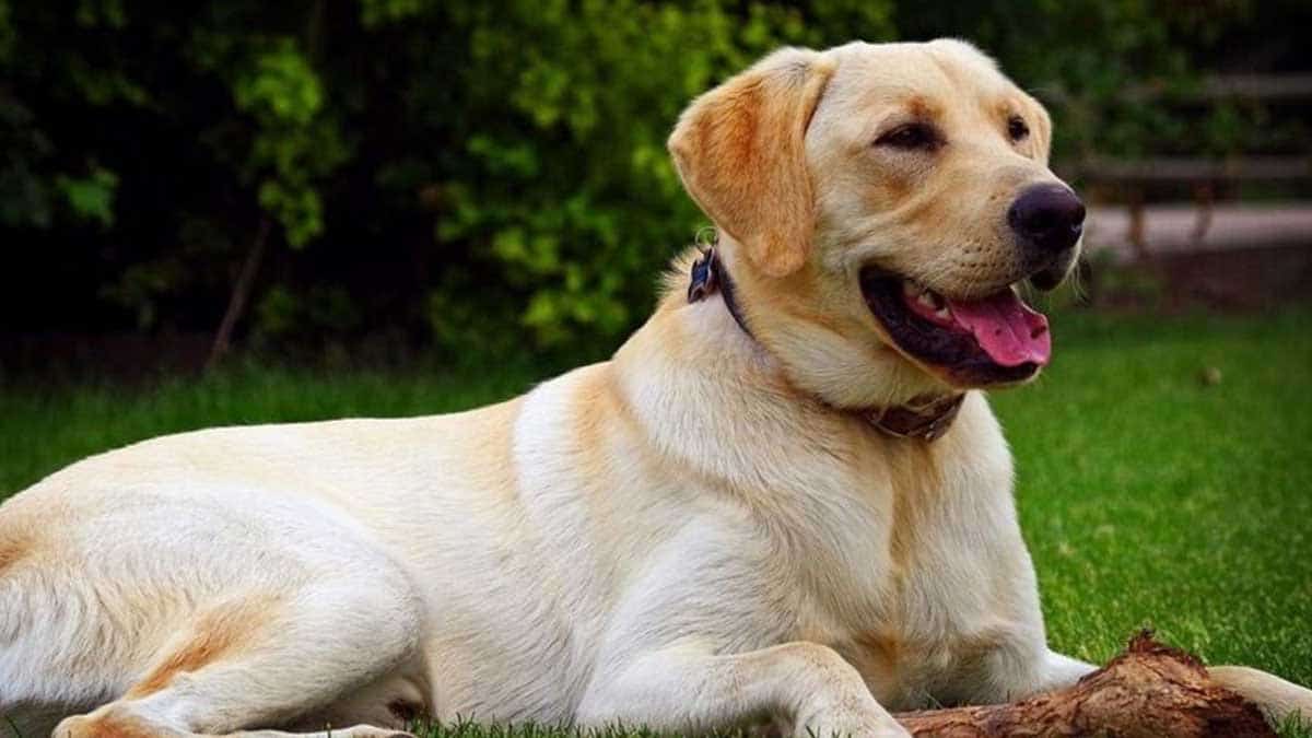 Labrador retriever estrés