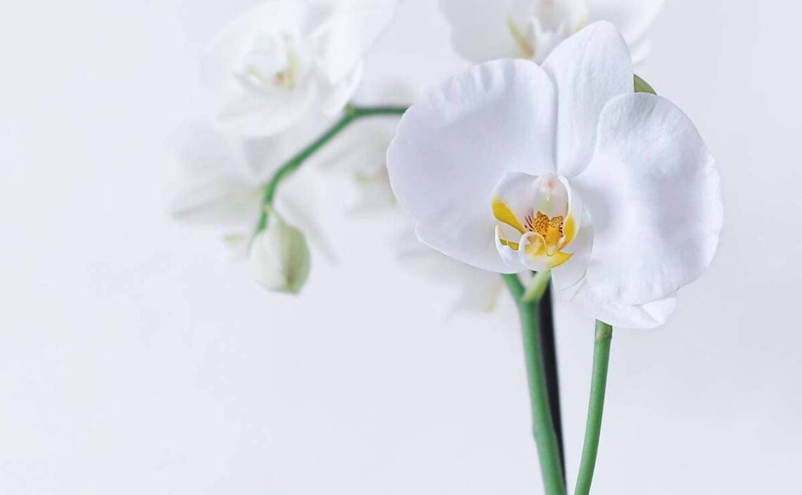 La Cadena de la Amistad orquídea para visibilizar la soledad emocional de las personas con discapacidad intelectual