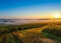 Panorámica de unos viñedos de La Rioja al amanecer.