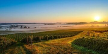 Panorámica de unos viñedos de La Rioja al amanecer.