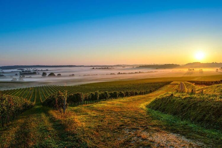 Panorámica de unos viñedos de La Rioja al amanecer.