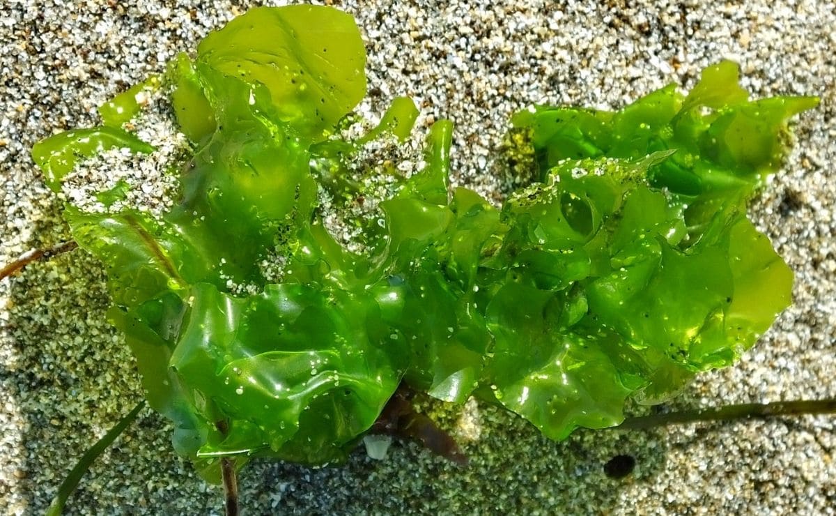 Lechuga de mar superalimento