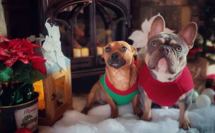 Lidl - Árbol de Navidad si tienes mascotas. Canva