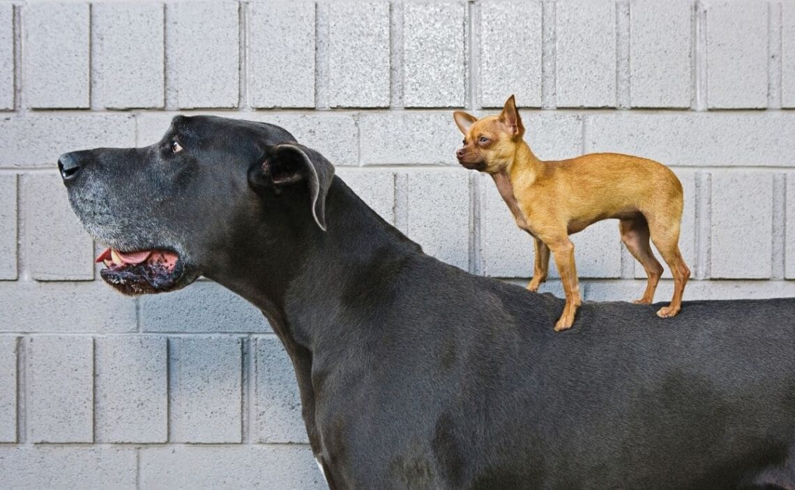 Los perros más grandes del Mundo