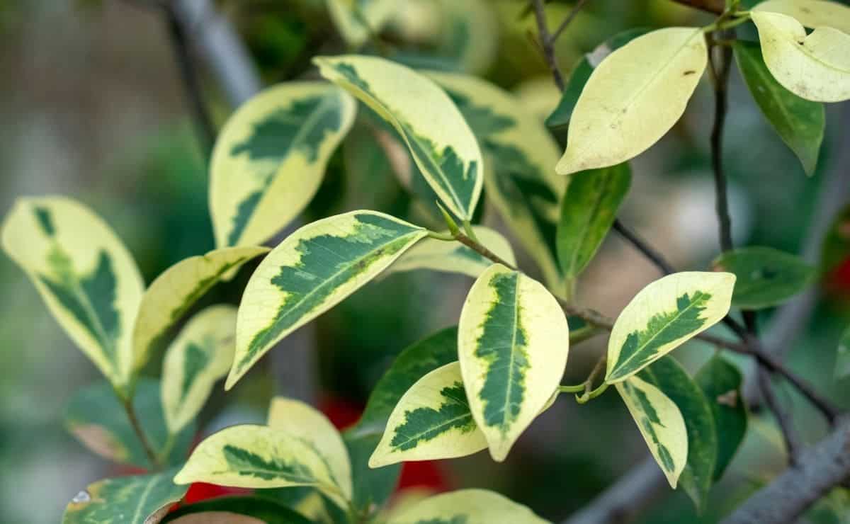 Mantener una planta ficus