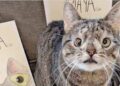 Maya, la gata con 'síndrome de down'