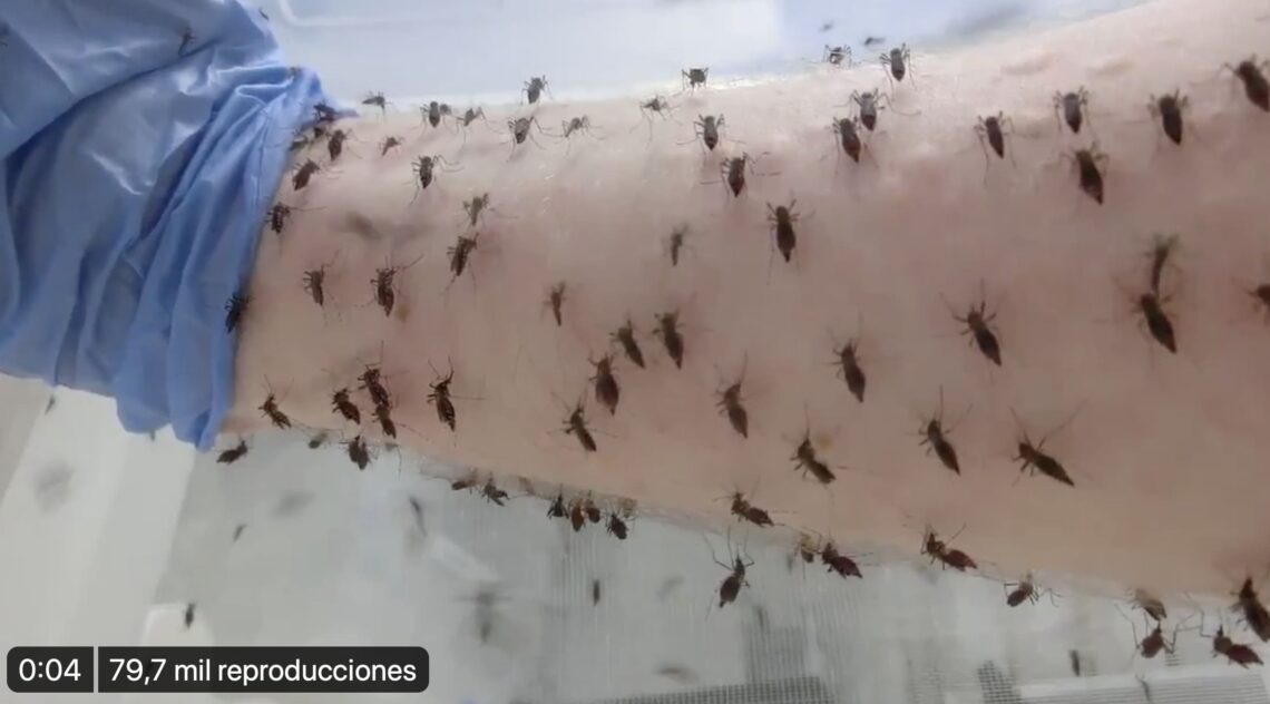 Mosquitos Dengue