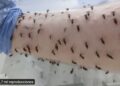 Mosquitos Dengue